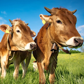 Agrarrecht Kühe