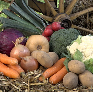 Direktvermarktung Gemüse