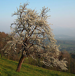 Hinwil Baum Frühling