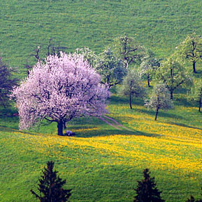 Horgen Baum Frühling