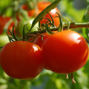 Impressum Tomaten