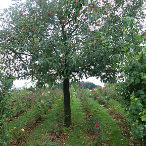 Meilen Apfelbaum