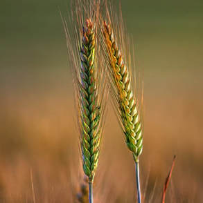 Betriebshaftpflicht Weizen