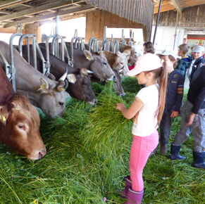 Schule auf dem Bauernhof Kühe