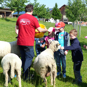 Schule auf dem Bauernhof Schafe