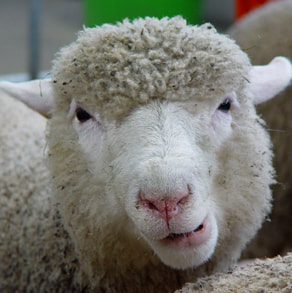 Tierhaltung Schaf