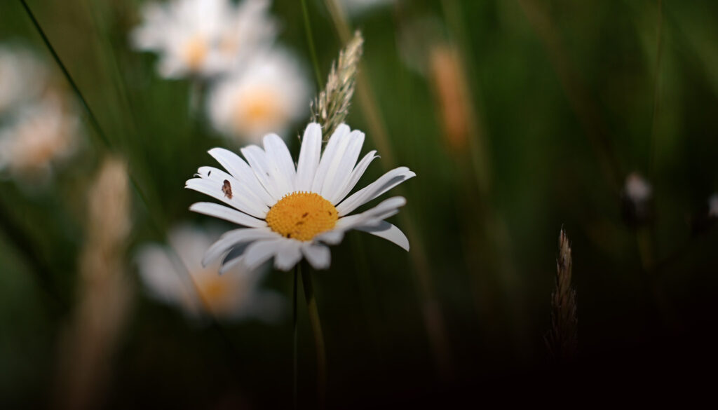 head biodiversität